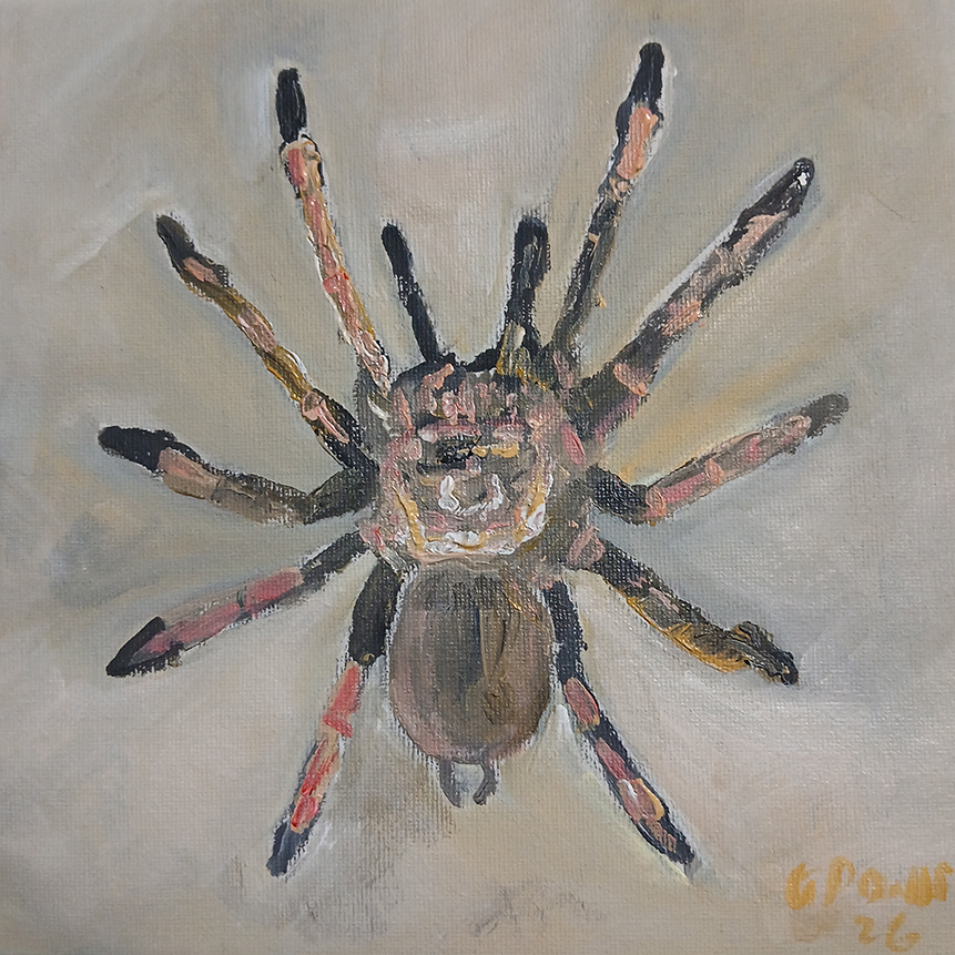 Chilean Rose tarantula painting